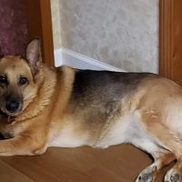 Chatham Veterinary Service ico