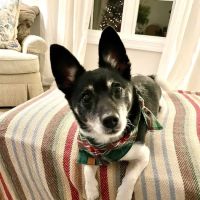 Small Animal Emergency Services ico