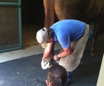 Carolina Equine Clinic