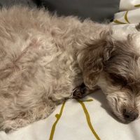 Parkway Veterinary Clinic ico