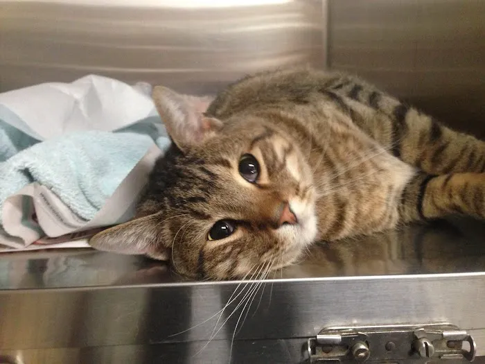 Wright City Veterinary Clinic 6