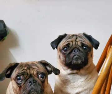 Falls Vet Care