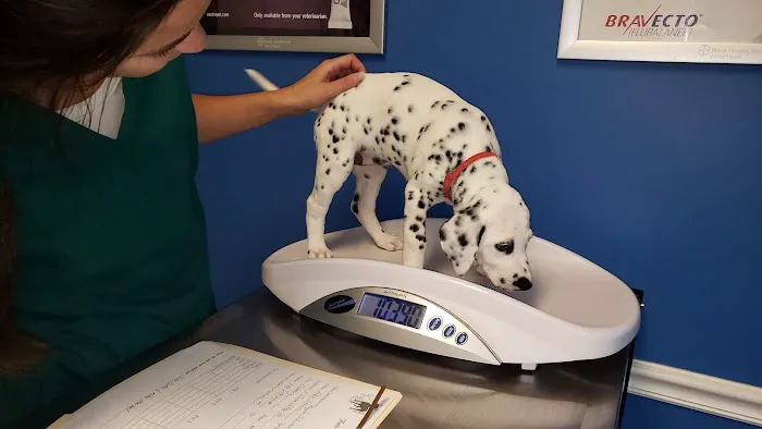Falls Vet Care 4