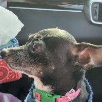 Lincoln County Animal Hospital ico
