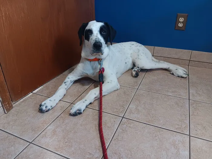 Lincoln County Animal Hospital 4