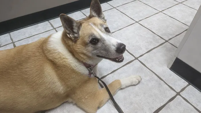 Animal Medical Center of Troy 1
