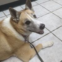 Animal Medical Center of Troy ico