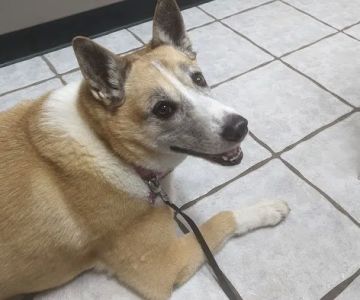 Animal Medical Center of Troy