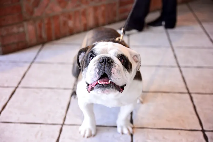 Animal Medical Center of Troy 6