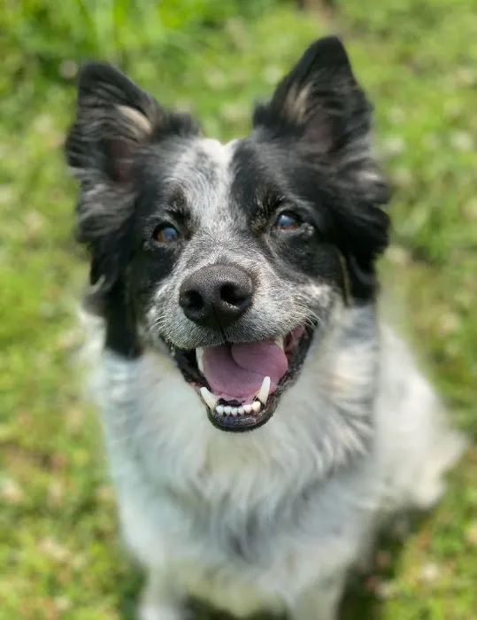 Animal Medical Center of Troy 5