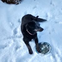 Bluegrass Veterinary Hospital ico