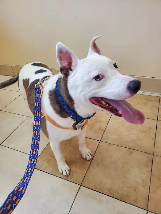 Brookside Animal Hospital 12