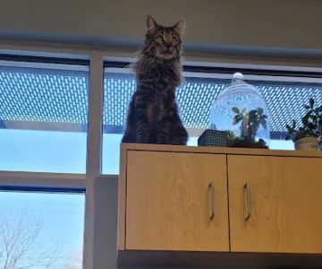 Brookside Animal Hospital