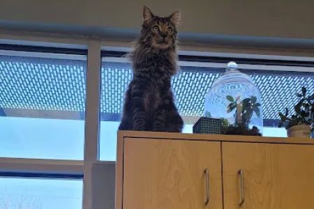 Brookside Animal Hospital