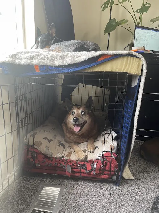 Door 2 Door Veterinary Care 1