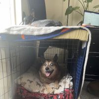 Door 2 Door Veterinary Care ico