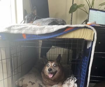 Door 2 Door Veterinary Care