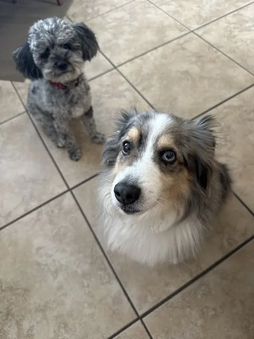 Door 2 Door Veterinary Care 6