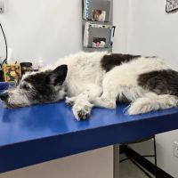 Ogden Animal Hospital ico