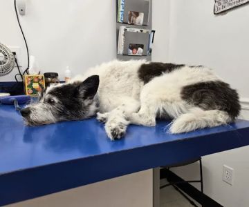 Ogden Animal Hospital