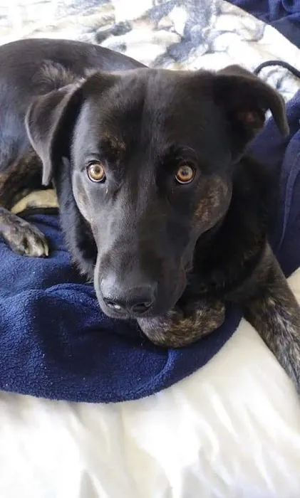 Ogden Animal Hospital 6