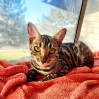 Skyline Animal Hospital ico