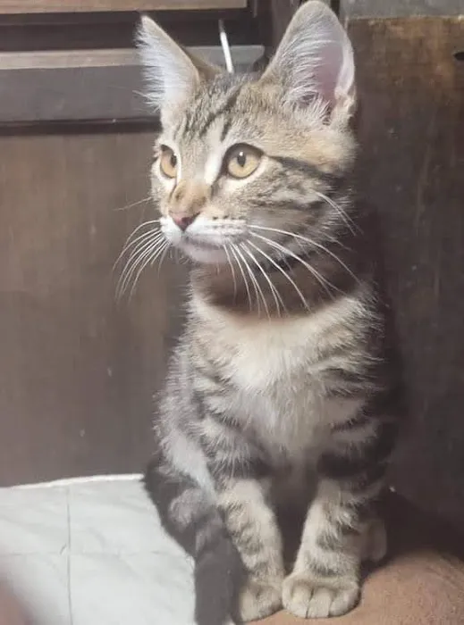 Vetco Vaccination Clinic 1