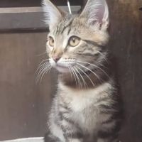Vetco Vaccination Clinic ico