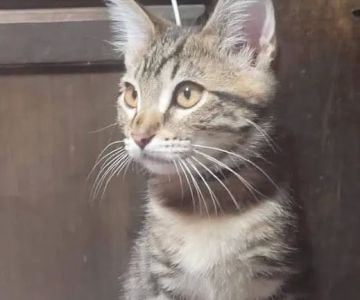 Vetco Vaccination Clinic