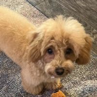 Amelia Island Animal Hospital ico