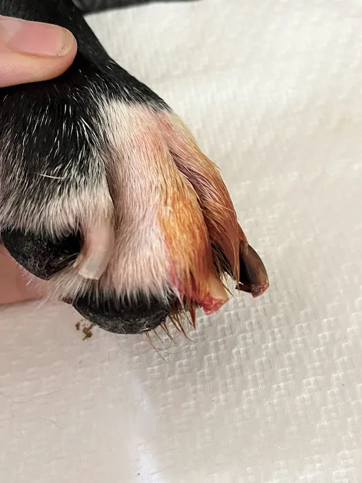 Amelia Island Animal Hospital 5