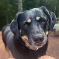 Fernandina Beach Animal Clinic ico