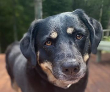 Fernandina Beach Animal Clinic