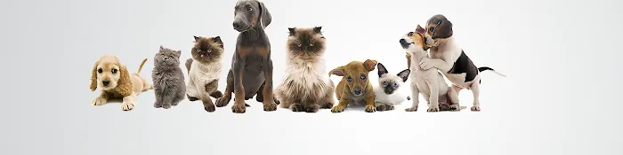 Above and Beyond Mobile Veterinary Acupuncture 1