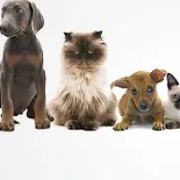 Above and Beyond Mobile Veterinary Acupuncture ico