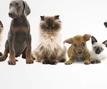Above and Beyond Mobile Veterinary Acupuncture