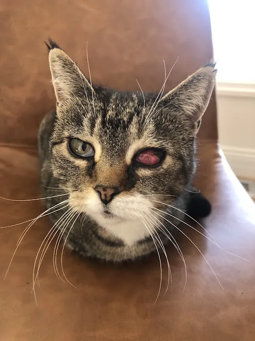 Animal Eye Center, PC 4