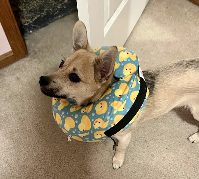 VCA Veterinary Specialists of Northern Colorado 4