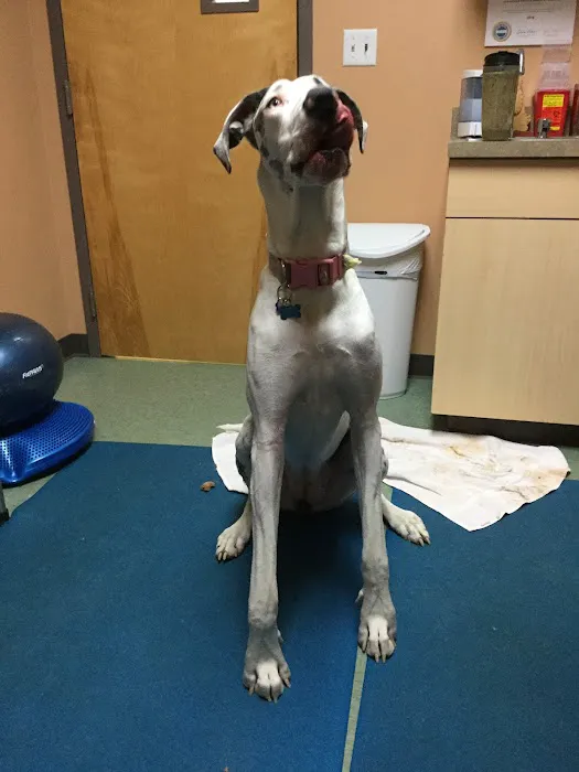VCA Veterinary Specialists of Northern Colorado 8