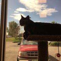 Edwards Veterinary Care ico