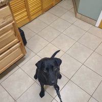 Alpine Veterinary Hospital ico