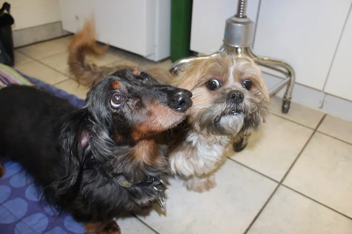 Alpine Veterinary Hospital 10