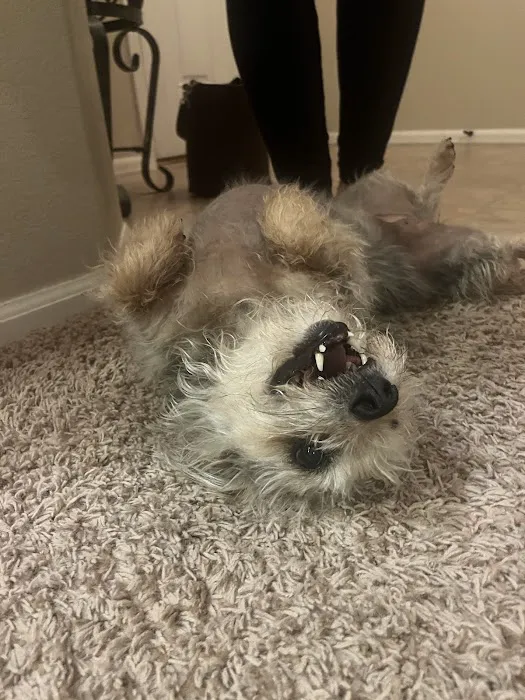 Twin Peaks Veterinary Dental & Surgery 7