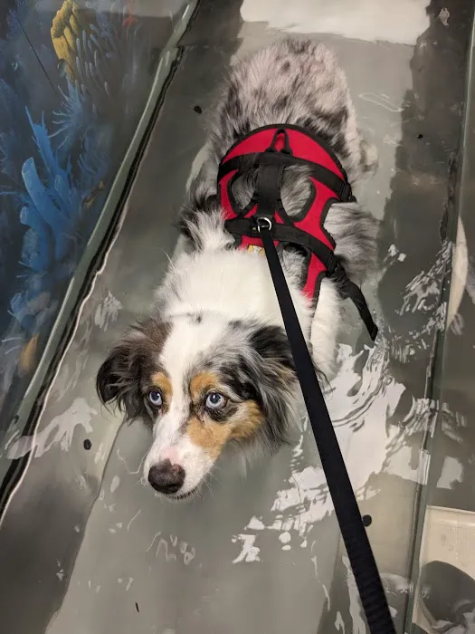 The Downing Center for Animal Pain Management 1