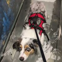 The Downing Center for Animal Pain Management ico