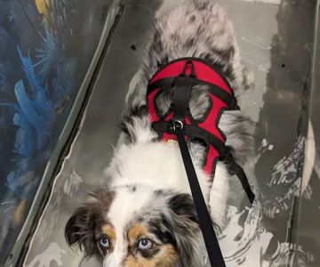 The Downing Center for Animal Pain Management