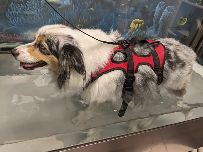 The Downing Center for Animal Pain Management 5