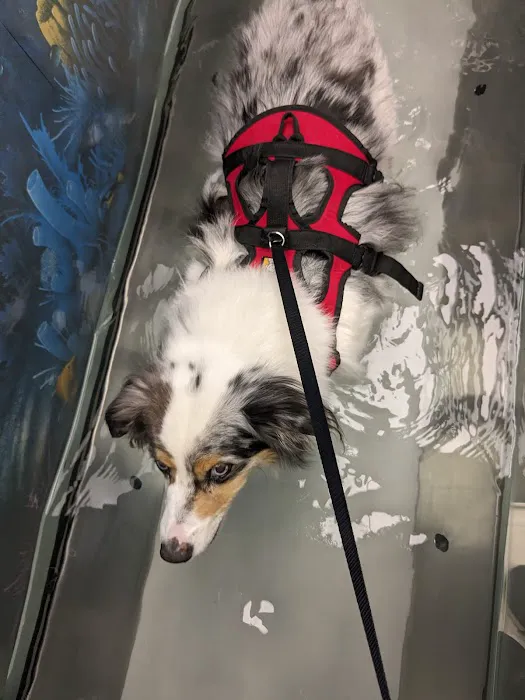 The Downing Center for Animal Pain Management 3