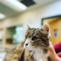 Coyote Ridge Veterinary Clinic ico