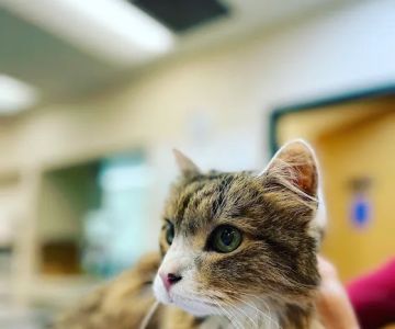 Coyote Ridge Veterinary Clinic